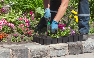 Landscaping Bed Restoration 2