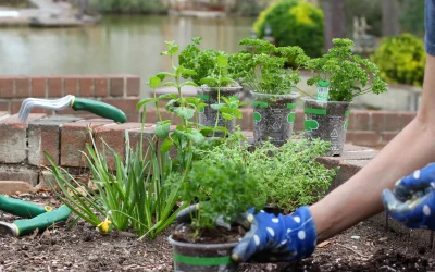 Landscaping Bed Restoration 3
